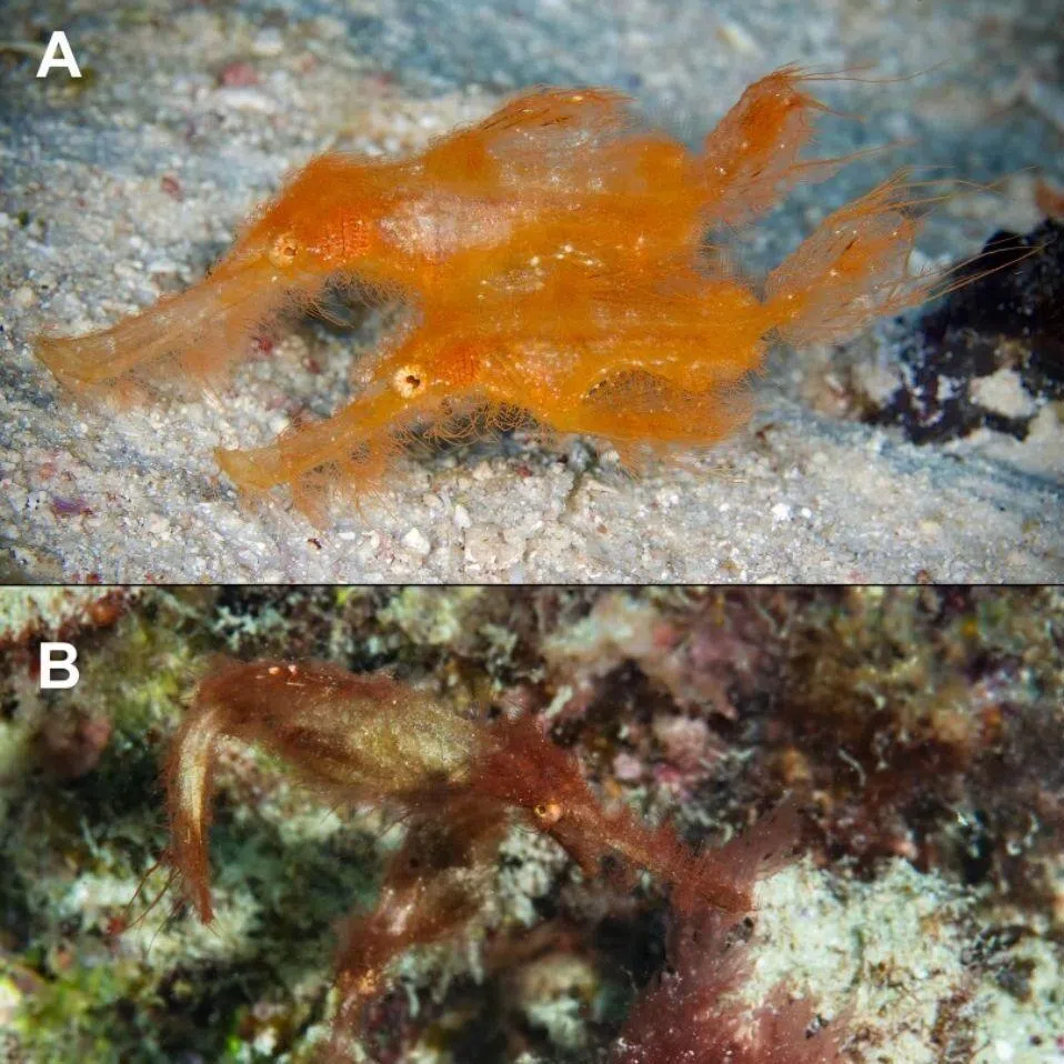 The Solenostomus snuffleupagus is a type of ghost pipefish.
