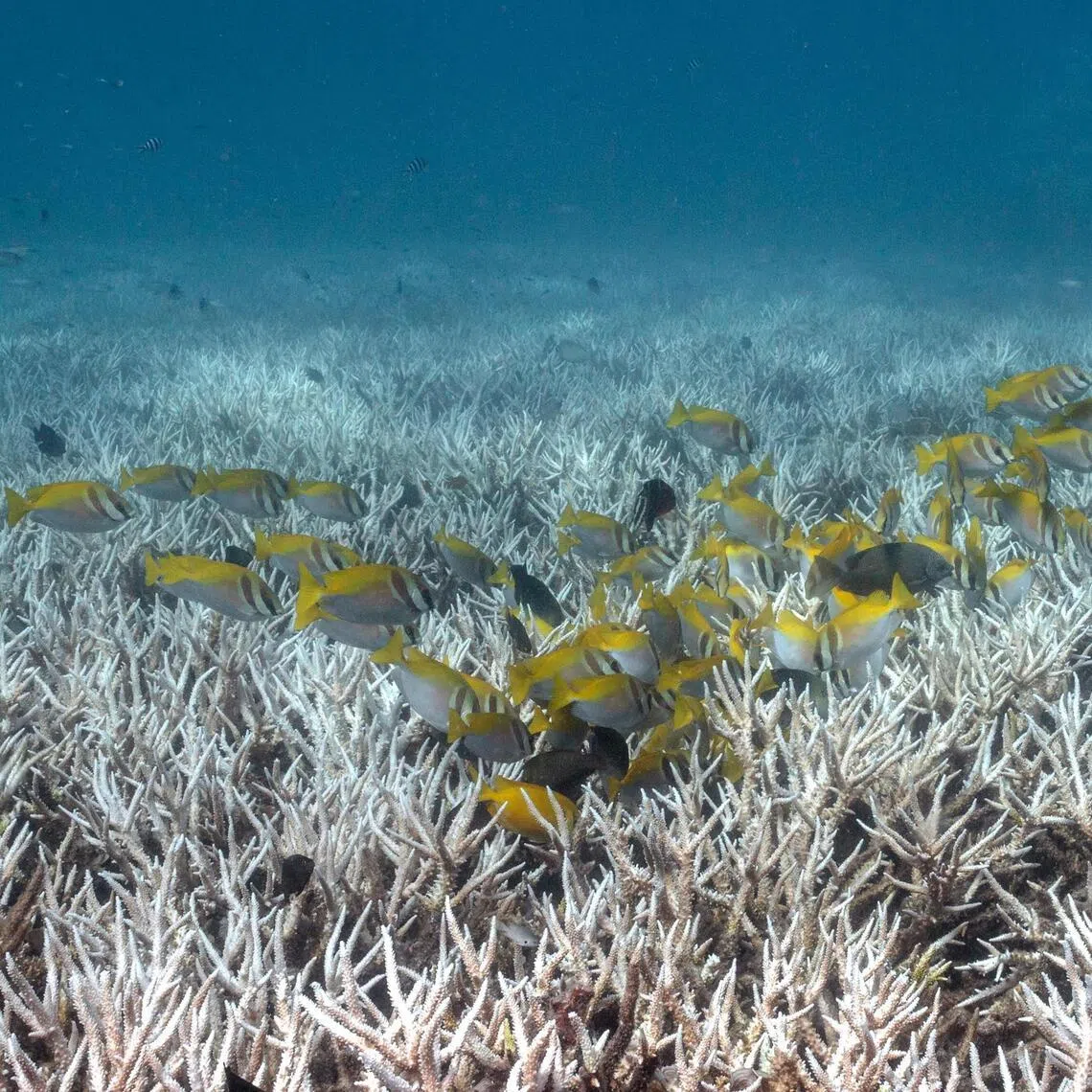 The WOA warned of a deepening crisis, as climate change, pollution, overfishing and biodiversity loss put ocean systems under severe strain.