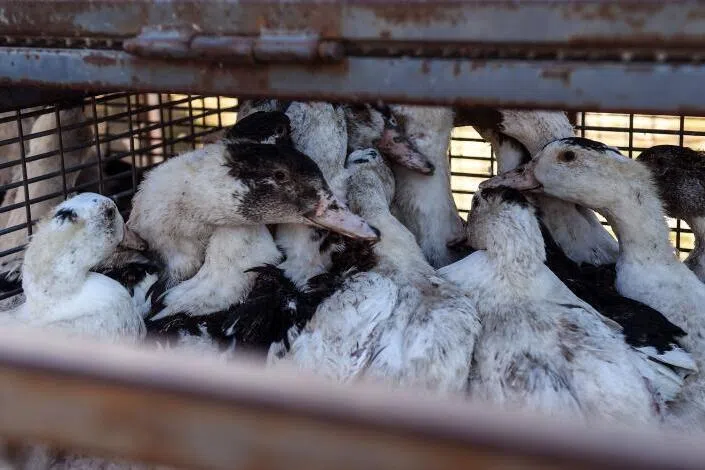 The level of risk associated with avian influenza in France will be raised on Oct 22 from "moderate" to "high".