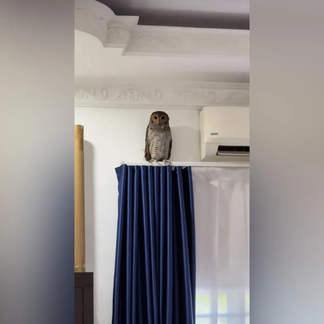 A few users also poked fun at the owl’s inconspicuousness, saying it was akin to a CCTV.