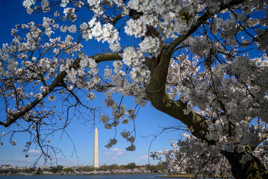 The Washington Monument is seen under cherry blossoms from the Tidal Basin in Washington, DC on Mar 19. Some 140 cherry trees will be removed as part of an upcoming seawall rehabilitation project. 