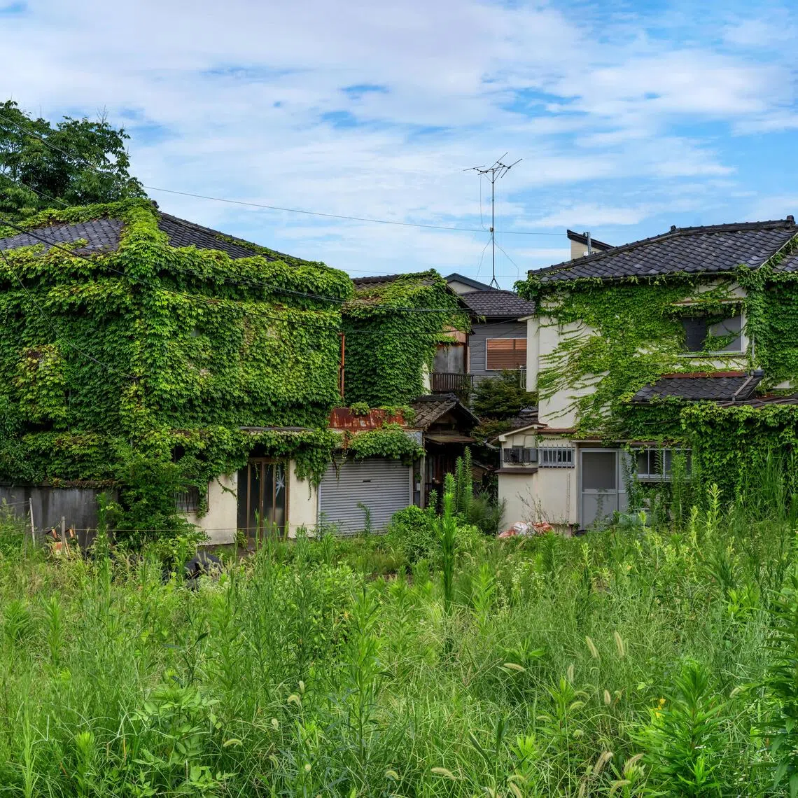Overgrown foliage engulfs vacant Japanese homes in north Tokyo’s Komagome neighbourhood, a stark symbol of akiya.