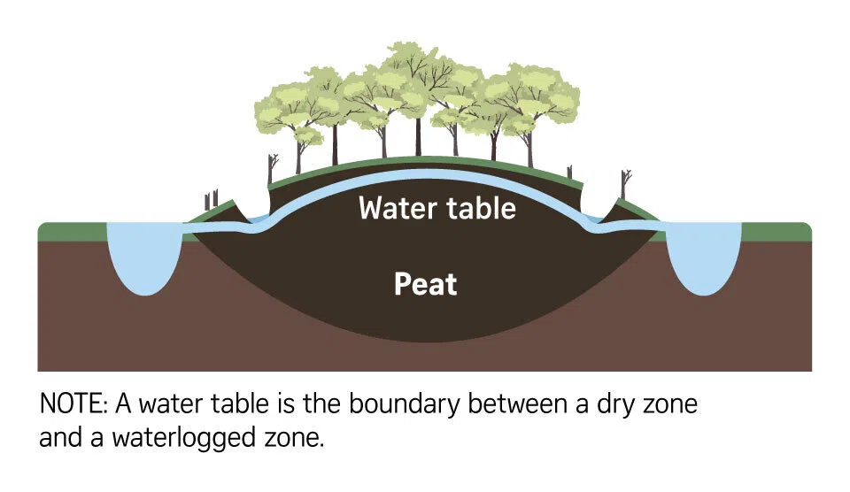 Large-scale drainage of peatlands.