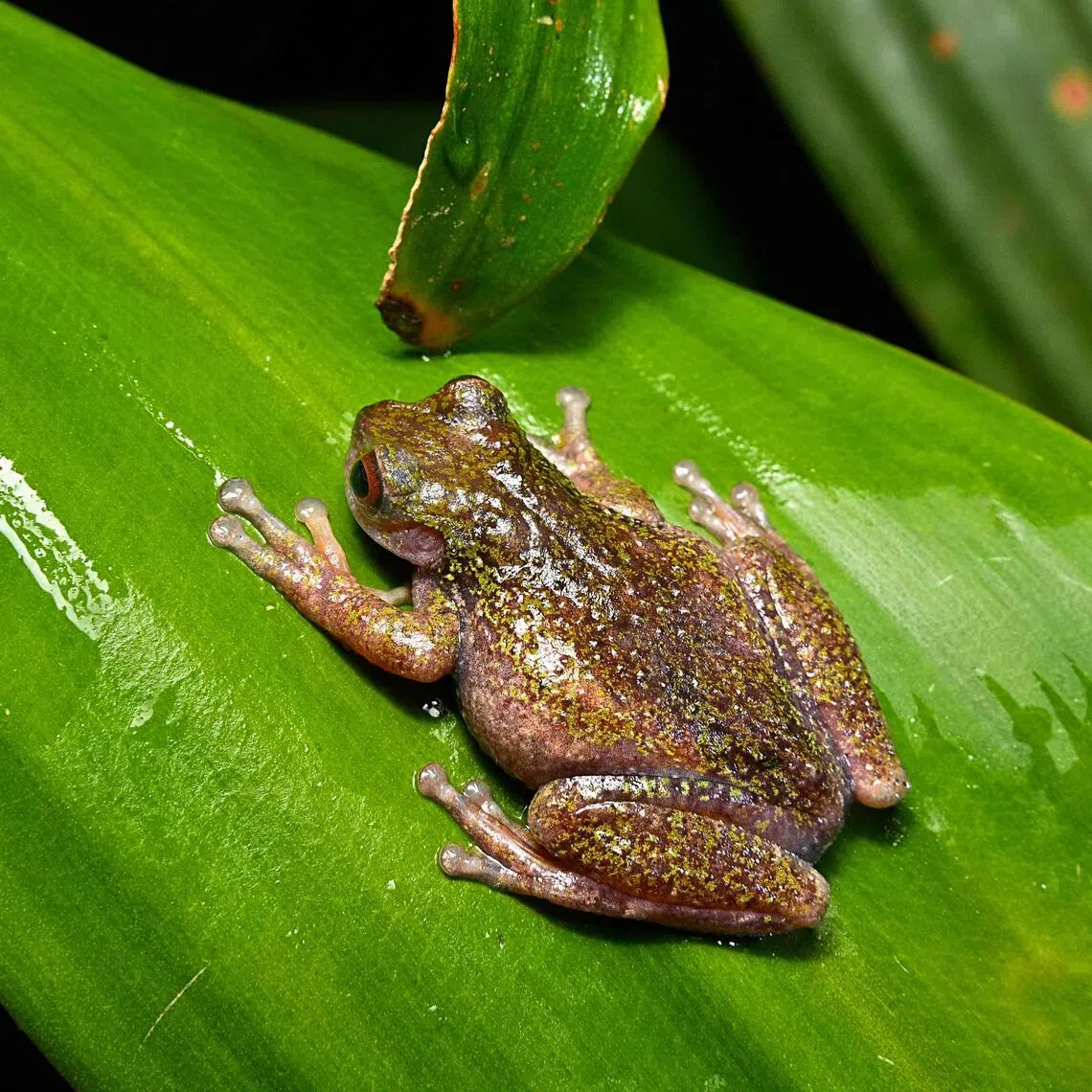 Also nicknamed the ‘coffee frog,’ the species has another distinctive trait: males have a translucent throat that inflates with their short, high-pitched call.