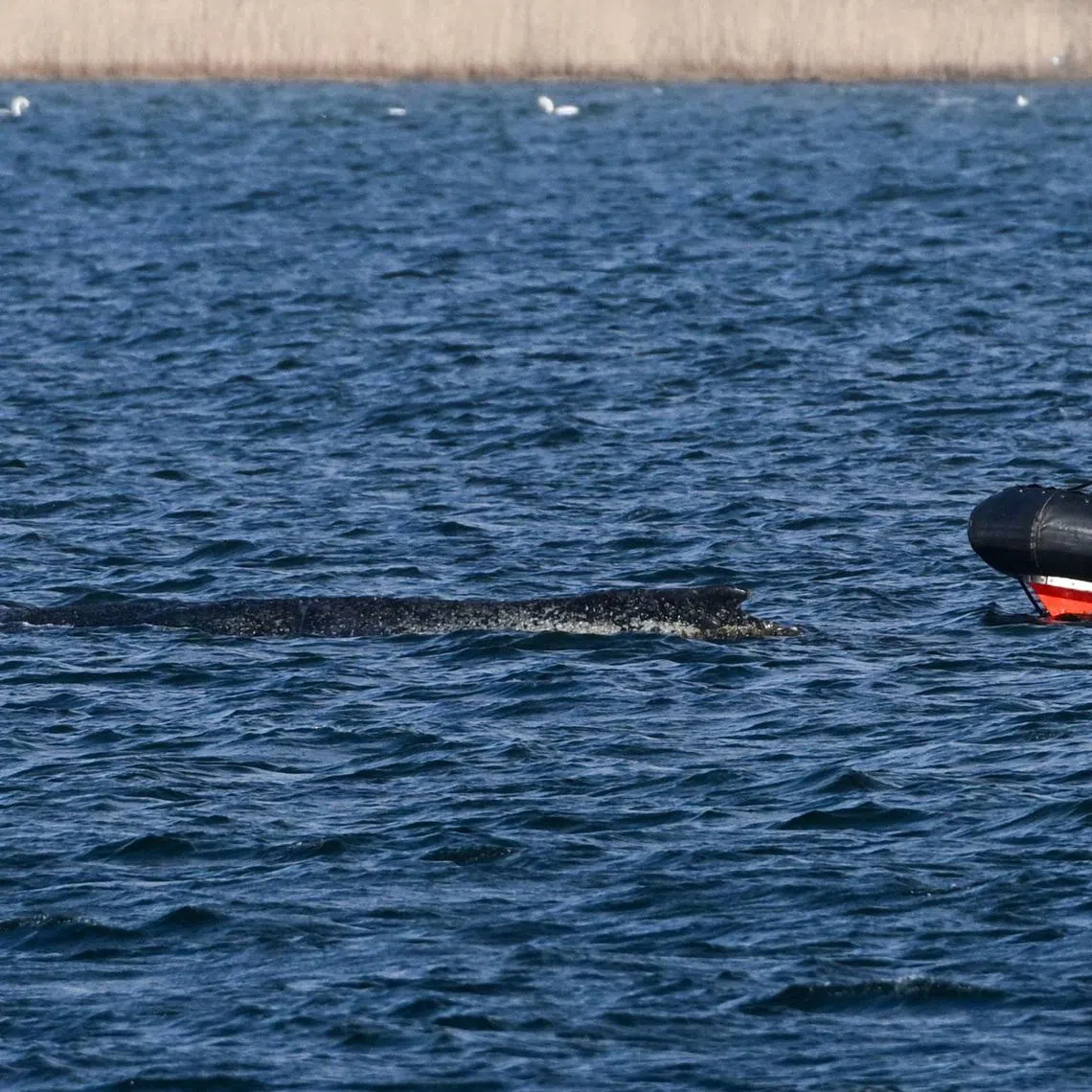 The 13.5m animal has been floundering off Germany’s Baltic Sea coast for more than a week.