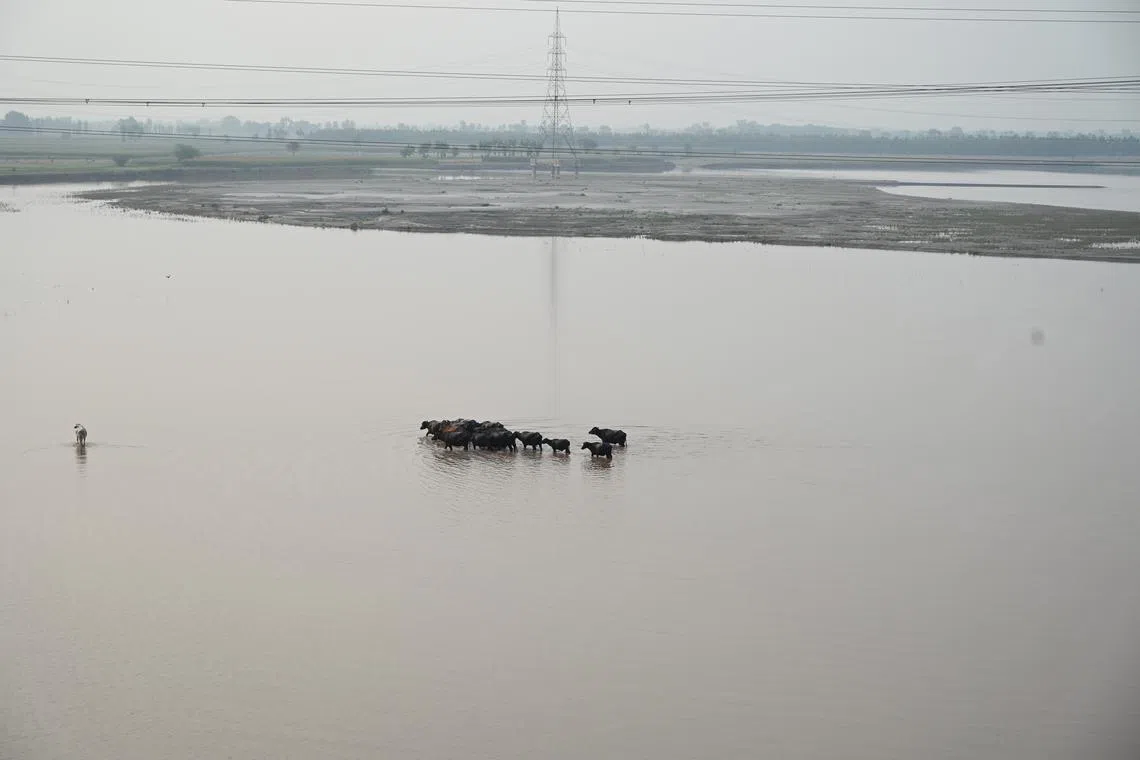 Livestock crossing the river Chenab flowing through Chiniot, Punjab province, Pakistan, on May 6, 2025. India has temporarily halted water flow from the Chenab River into Pakistan amid rising tensions.