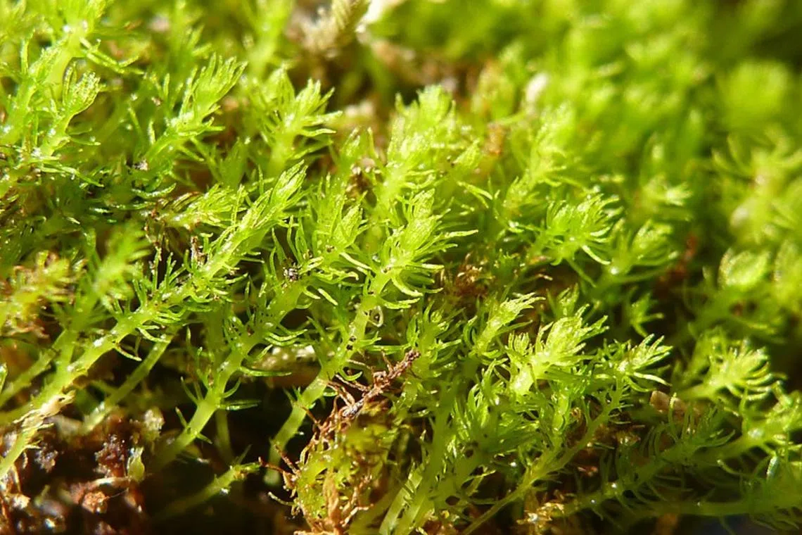 Takakia lepidozioides, a type of moss found mainly in the US, Japan and Tibet, has survived at least 165 million years.