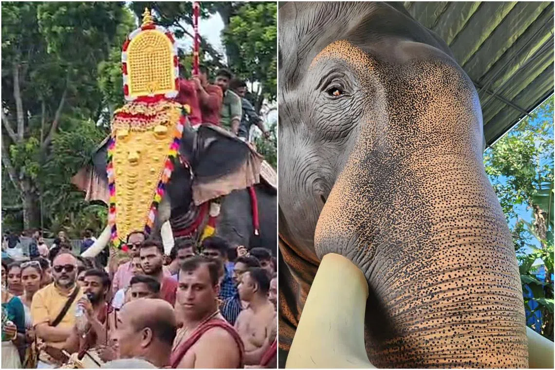 A pooram or festival meeting with drummers and bedecked life-size robotic elephants (left) in Singapore on May 28, 2023. Beside is a robot elephant made by Prashanth Prakash in Thrissur, Kerala, for a Hindu temple in a neighbouring state. 