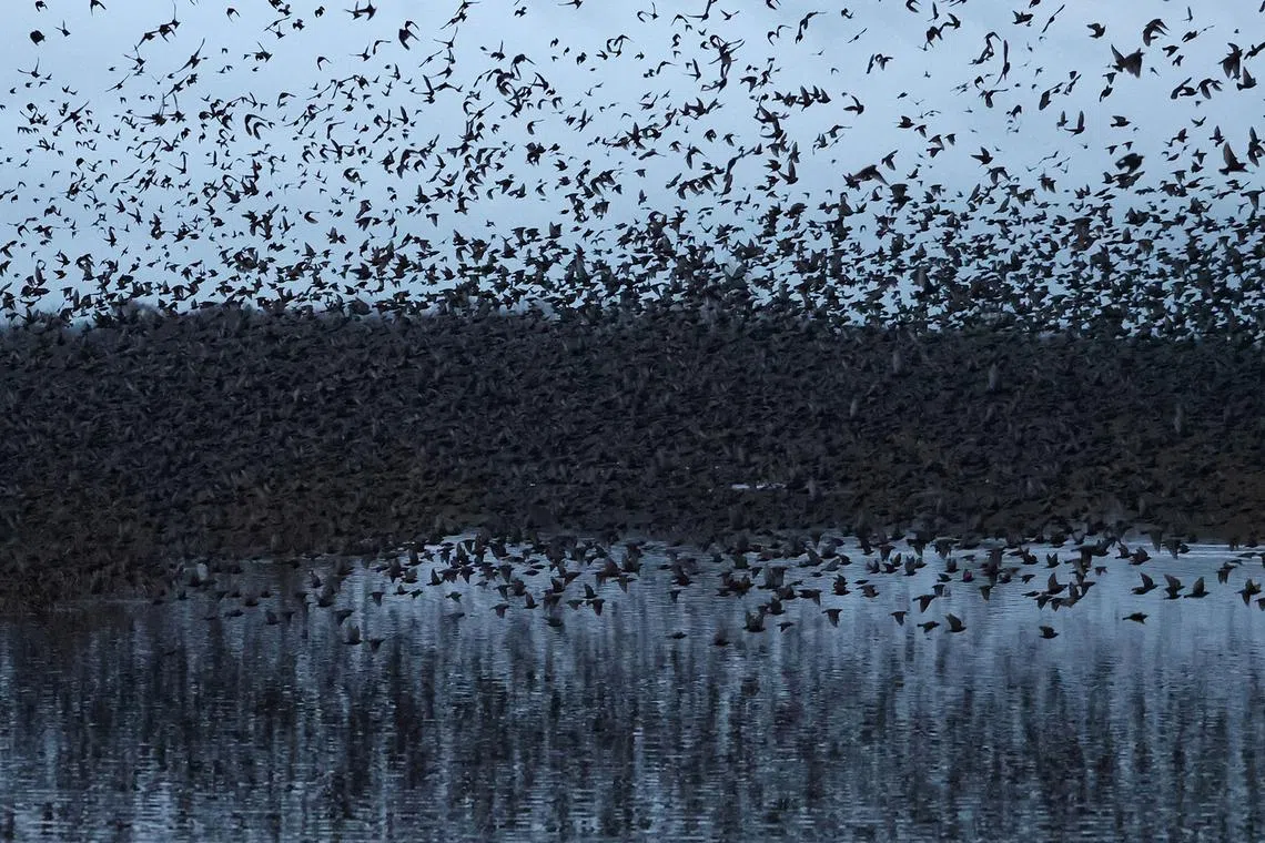 Thousands of starlings taking off from their roosts at dawn, at Somerset Levels near Glastonbury, Britain, Dec 17, 2024. 