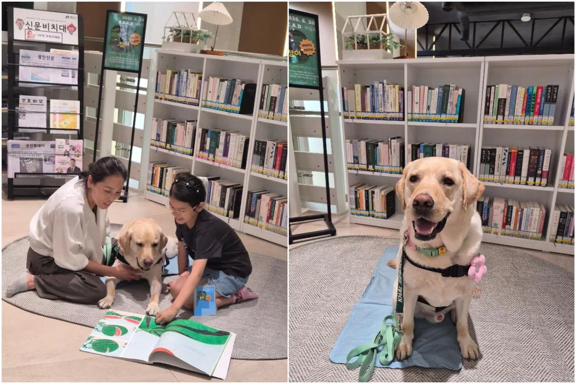 How reading to therapy dogs is helping South Korean children gain confidence