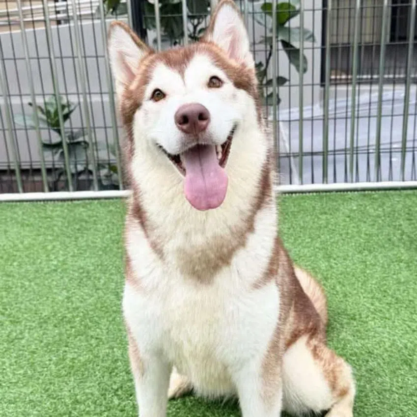 Pita was rescued from a 35th-floor HDB unit in Toa Payoh after she was found to be confined in the flat's service balcony on Sept 1.