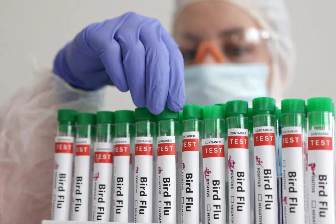 FILE PHOTO: A person touches a test tube labelled \"Bird Flu\", in this picture illustration, January 14, 2023. REUTERS/Dado Ruvic/Illustration/File Photo