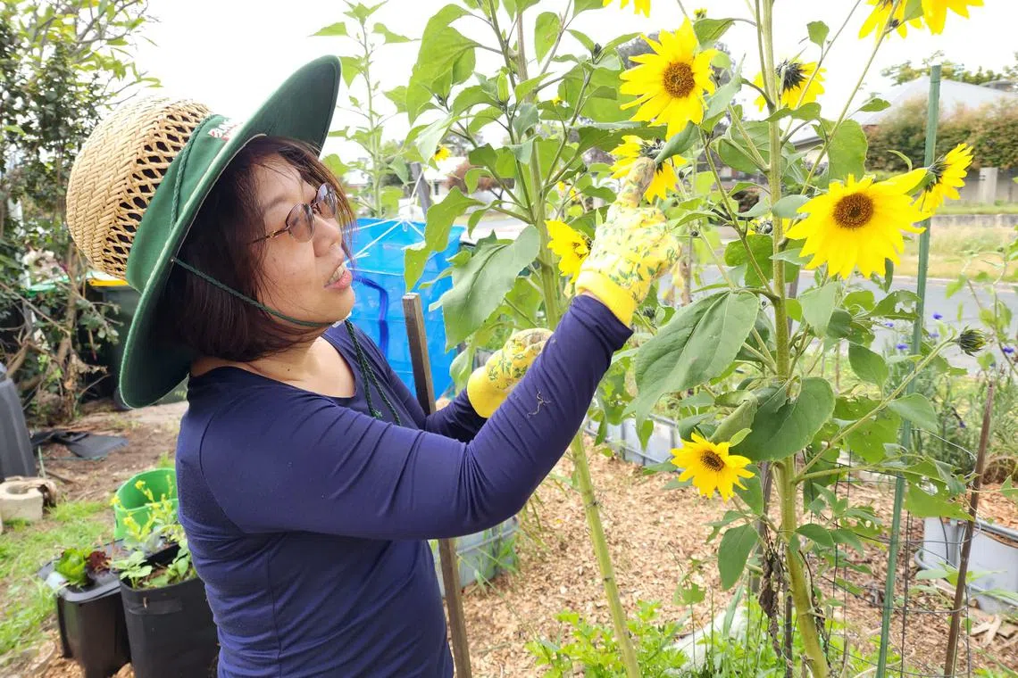The author tending to her sunflowers in Perth.