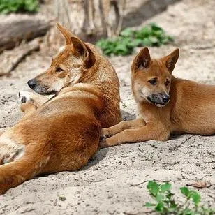 Dingoes, wild dogs native to Australia, are capable of injuring and occasionally killing people, especially children.