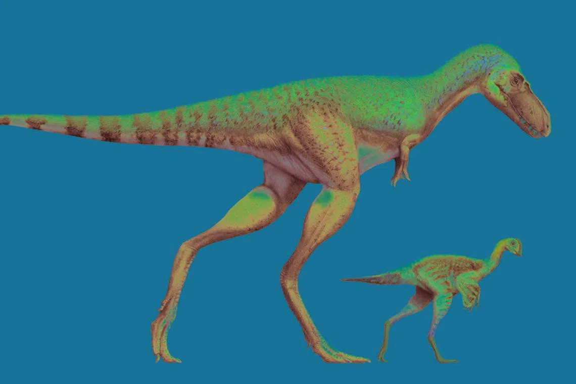 A juvenile Gorgosaurus, a meat-eating dinosaur that lived 75 million years ago, and a Citipes, a small feathered, birdlike dinosaur.