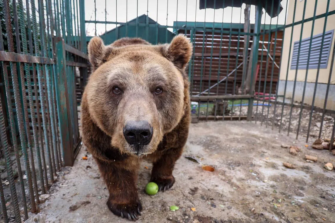 Brown bear "Mark" is heading to a sanctuary in Austria, after 20 years spent in a 100 sq m cage in Albania, entertaining restaurant diners.