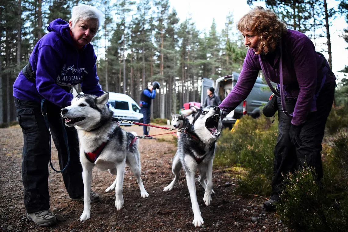 Mushers play withe her their Husky dogs during a training session on forest tracks, ahead of the The Siberian Husky Club of Great Britain 39th Aviemore Sled Dog Rally near Feshiebridge, Cairngorm, Scotland, on Jan 26, 2023. 