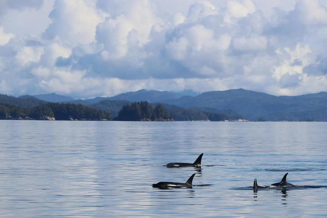 A pod of killer whales have been seen donning dead fish as fashion accessories off the coast of Washington state.
