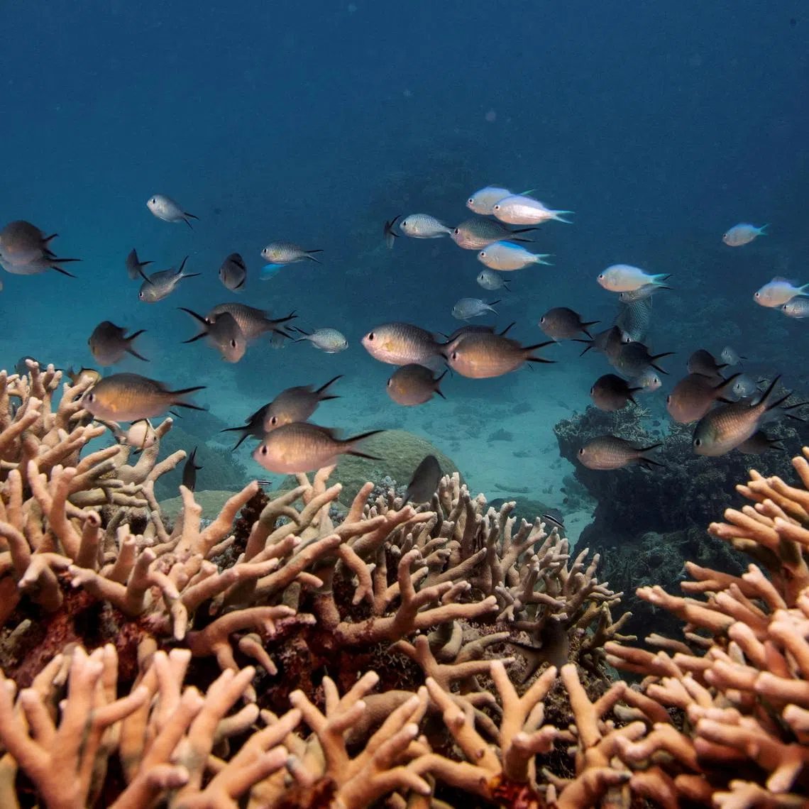 FILE PHOTO: A school of fish swim above a finger coral colony as it grows on the Great Barrier Reef off the coast of Cairns, Australia October 25, 2019. REUTERS/Lucas Jackson//File Photo