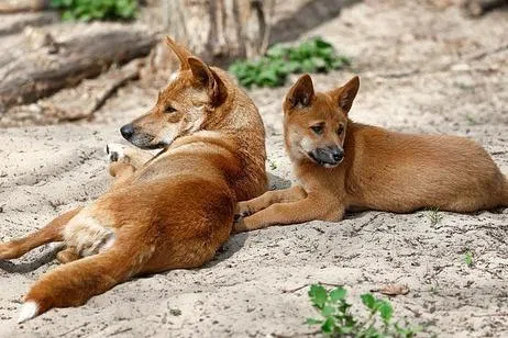 Dingoes, wild dogs native to Australia, are capable of injuring and occasionally killing people, especially children.