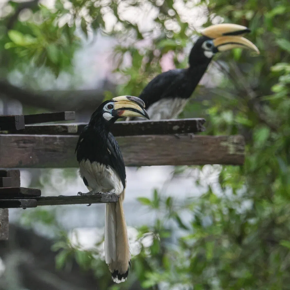 ST20260421_202633200423/Jasel Poh/lccrocodile

A pair of Oriental Pied Hornbill latched onto wooden planks in Pulau Ubin on April 21, 2026.

Can be used for stories on: Pulau Ubin, Biodiversity, Nature, Environment, Conservation, Nature Reserve, Conservation, Heritage, NParks, National Environment Agency, Ministry of Sustainability and the Environment.