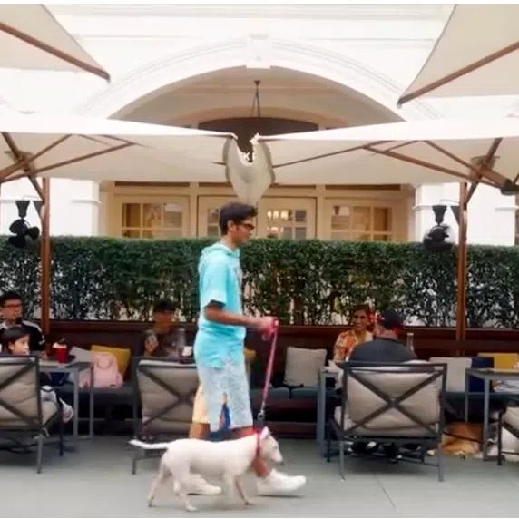 (Clockwise from top left) Raffles Courtyard at Raffles Hotel Singapore is now pet-friendly, a dog adoption drive organised by local shelter SOSD, Cafe 1664 Pours & Paws at GastroBeats 2026.