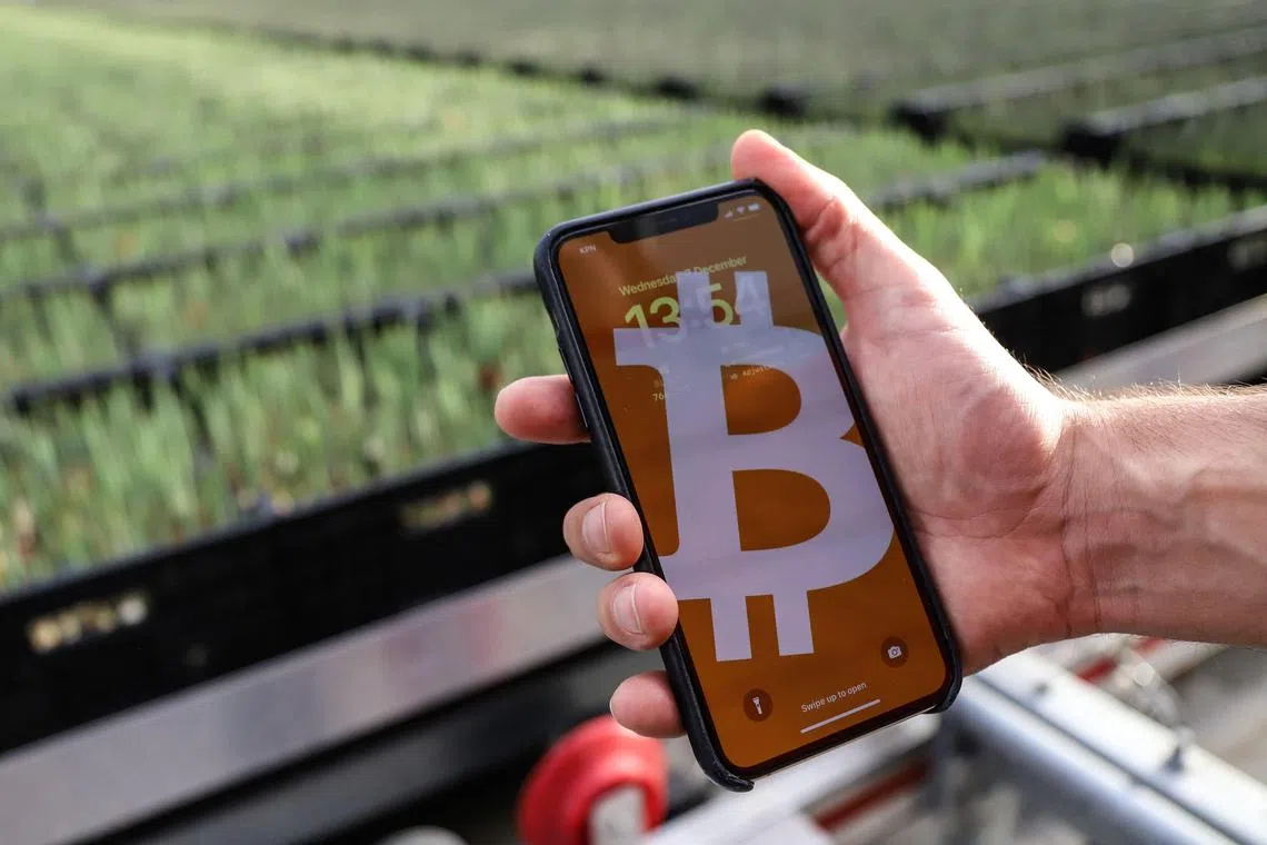 This photograph taken on December 7, 2022 shows the bitcoin logo on a smart phone in a greenhouse heated with bitcoin miners near Amsterdam. - A Dutch flower growing business is using Bitcoin mining machines to warm their greenhouse in order to grow tulips and other flowers for the export market. The Bitcoin machines in turn are powered by solar energy in which the farmer and the Bitcoin business owners say is better for the environment. (Photo by Valeria Mongelli / AFP)
