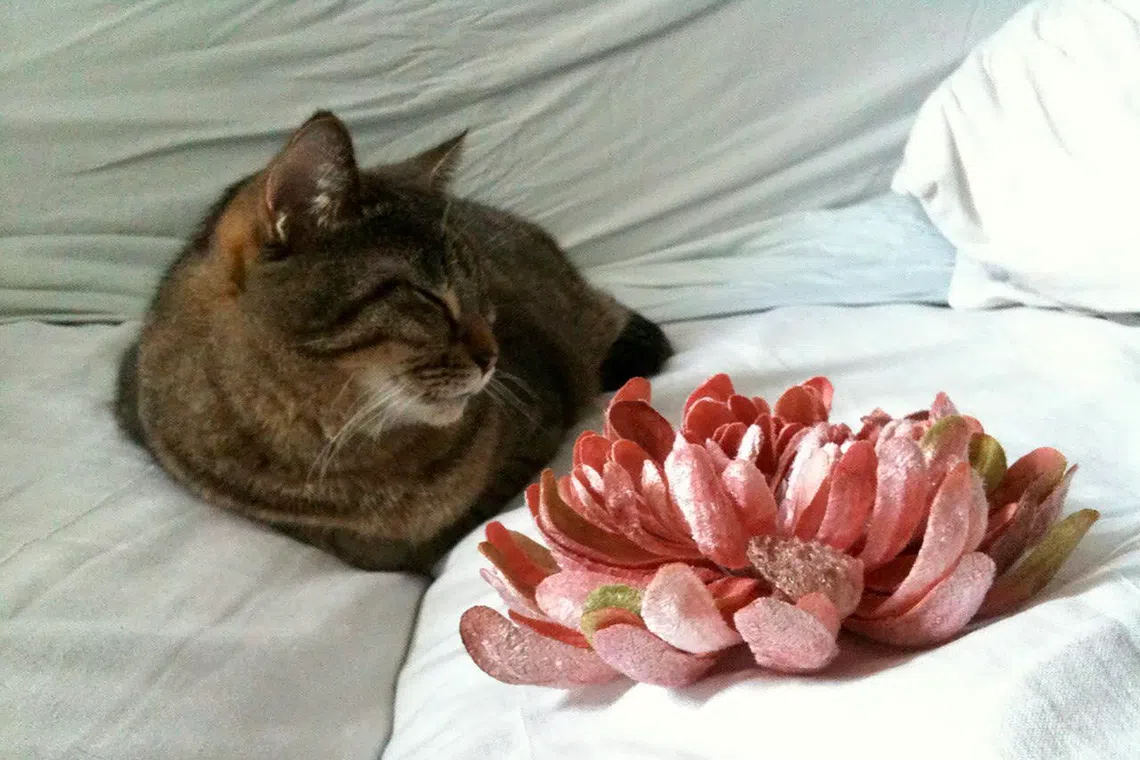 The writer had grieved her pet’s death for about a decade before the cat died.