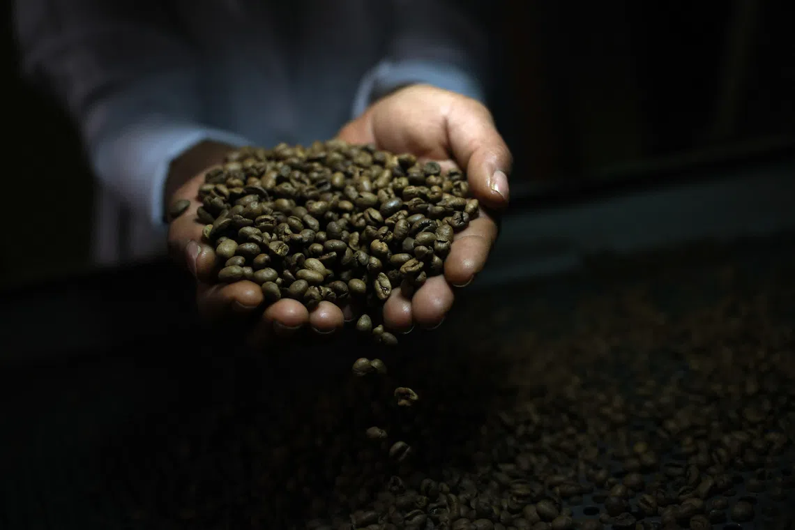 A worker checks roasted coffee beans at a farm near Brasilia, Brazil July 15, 2025. REUTERS/Adriano Machado