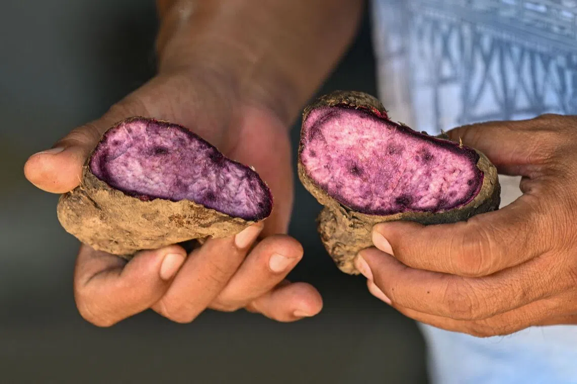 The funding underscores increasing interest in the Philippines’ production of the crop, which has captured worldwide attention for its distinctive colour.