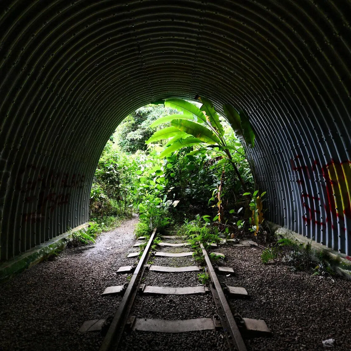 The railway tunnel leading from Clementi Forest into Maju Forest on July 16.