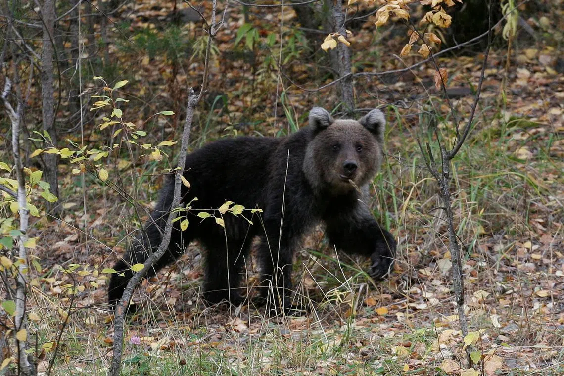 FILE PHOTO: A brown bear cub walks in an area of taiga near the village of Ust-Mana, some 30 km (18 miles) south of Russia's Siberian city of Krasnoyarsk September, 16, 2012. REUTERS/Ilya Naymushin/File Photo