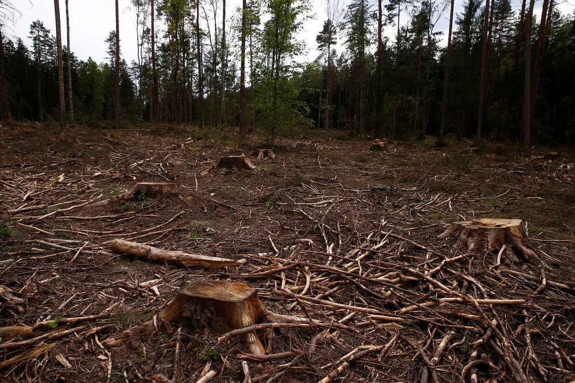 Logged area is pictured near a site where environmental activists take action in the defence of one of the last primeval forests in Europe, Bialowieza forest, Poland May 24, 2017. REUTERS/Kacper Pempel/ File Photo
