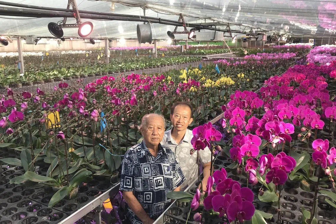 asorchid - Teo Peng Seng (left) the founder of Woon Leng Nursery with his son Teo Woon Cheng, a director of the orchid farm. ST PHOTO: ARTHUR SIM Pix for ST LIFE