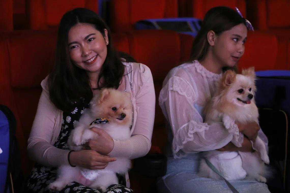 A cinema in Bangkok allows moviegoers to bring their dogs and cats with them, provided their pets wear diapers and sit in bags. 