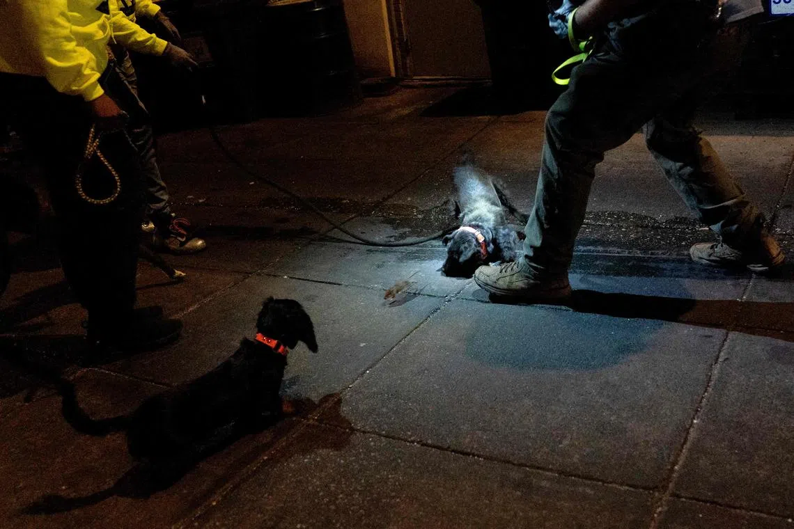 The District of Columbia consistently makes the top five list of America’s rattiest cities.