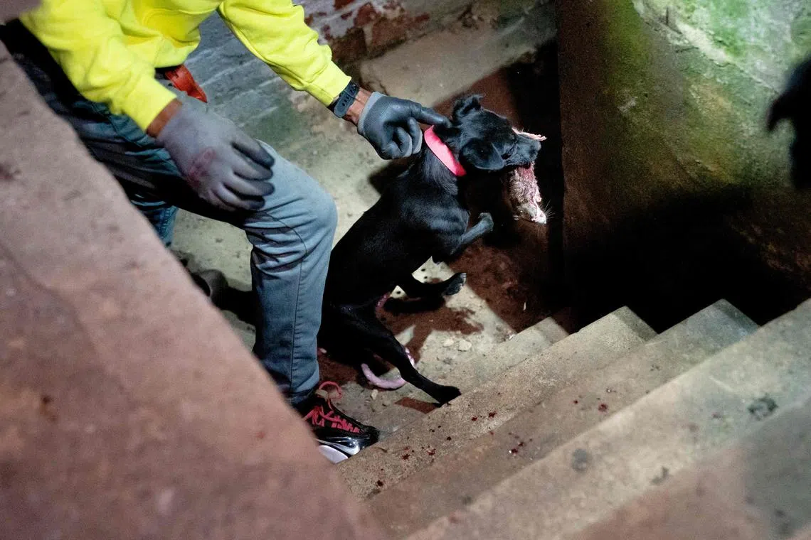 Rowdy is carried up steps after catching a rat in the Adams Morgan neighborhood of Washington, DC, on June 3, 2023. 