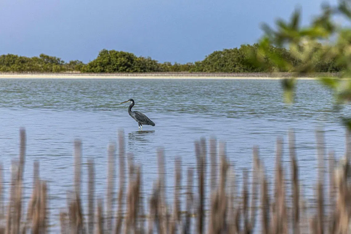 The so-called COP15 talks are aimed at sealing a "peace pact for nature".