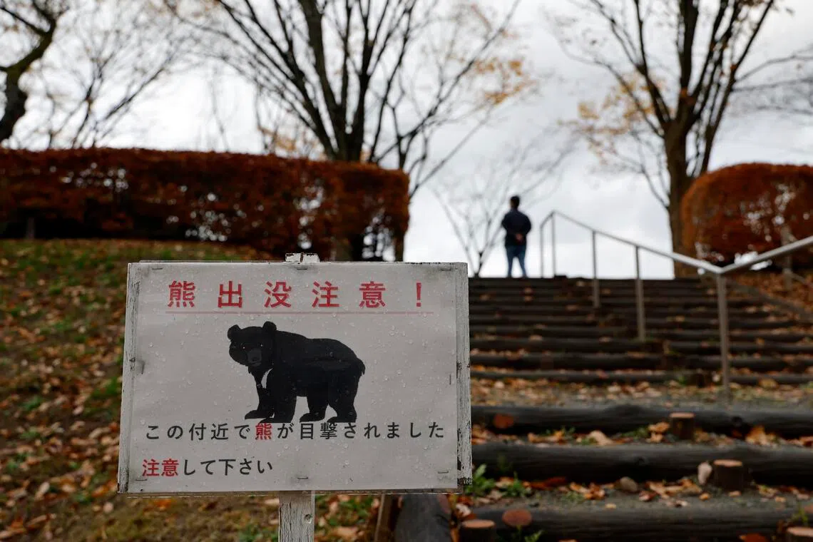 straitstimes.com - Deadly bear attacks in Japan prompt new products from insurers