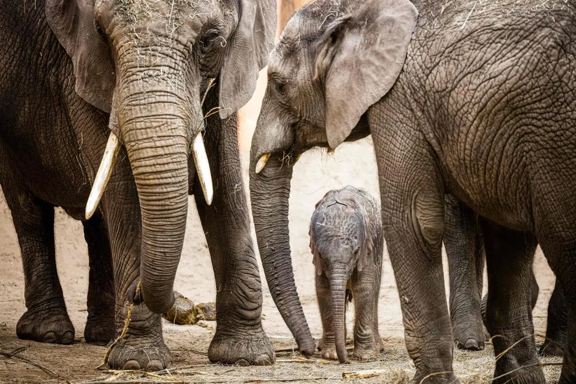 Elephants had the highest number of accommodation issues in the zoos inspected by the Aspinall Foundation.