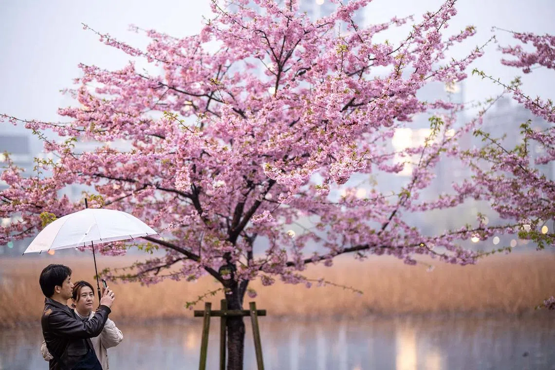 TOPSHOT - People take pictures with cherry blossom trees at Ueno park during a rainy day in Tokyo on March 12, 2025. (Photo by Philip FONG / AFP)