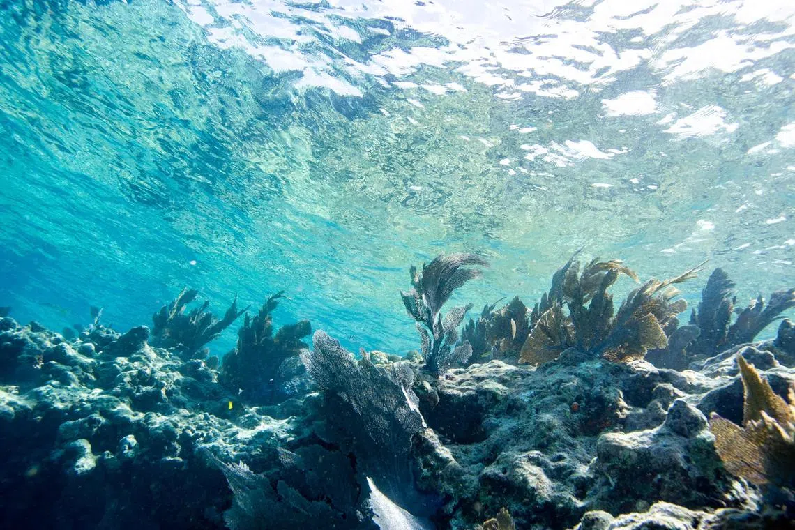 Increasing emissions can warm and acidify seawaters, harming marine life.