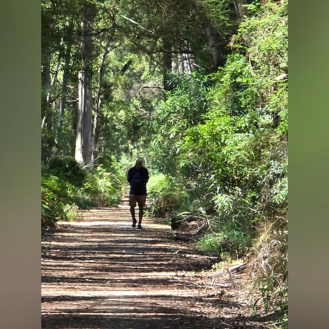 The writer does not click many photographs but here he is, captired in one himself, in a forest in Australia.