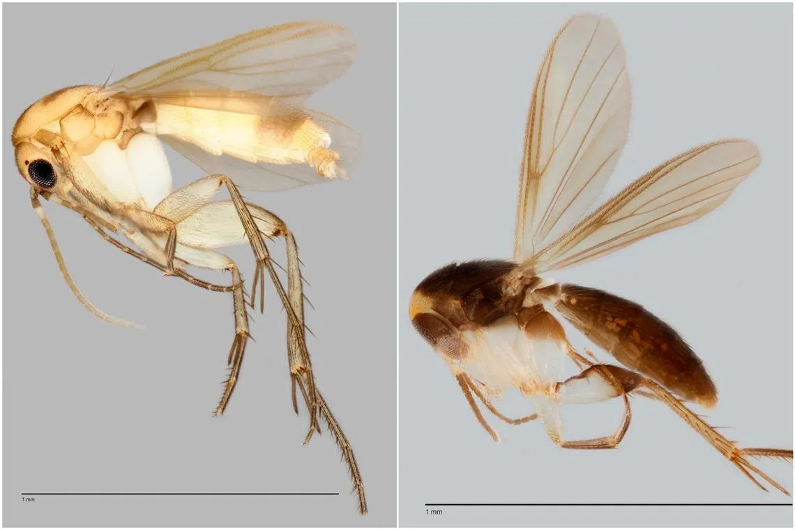 Two of the newly identified fungus gnat species, Mycetophila georgettechenae (left), which honours renowned local painter Georgette Chen, and Aspidionia janetjesudasonae, which honours Singaporean athlete Janet Jesudason.