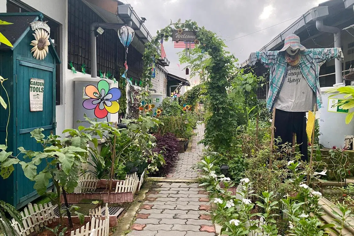 Urban farming has sprouted across Malaysia since the Covid-19 pandemic exposed how quickly supply disruptions and income loss can strain urban families,