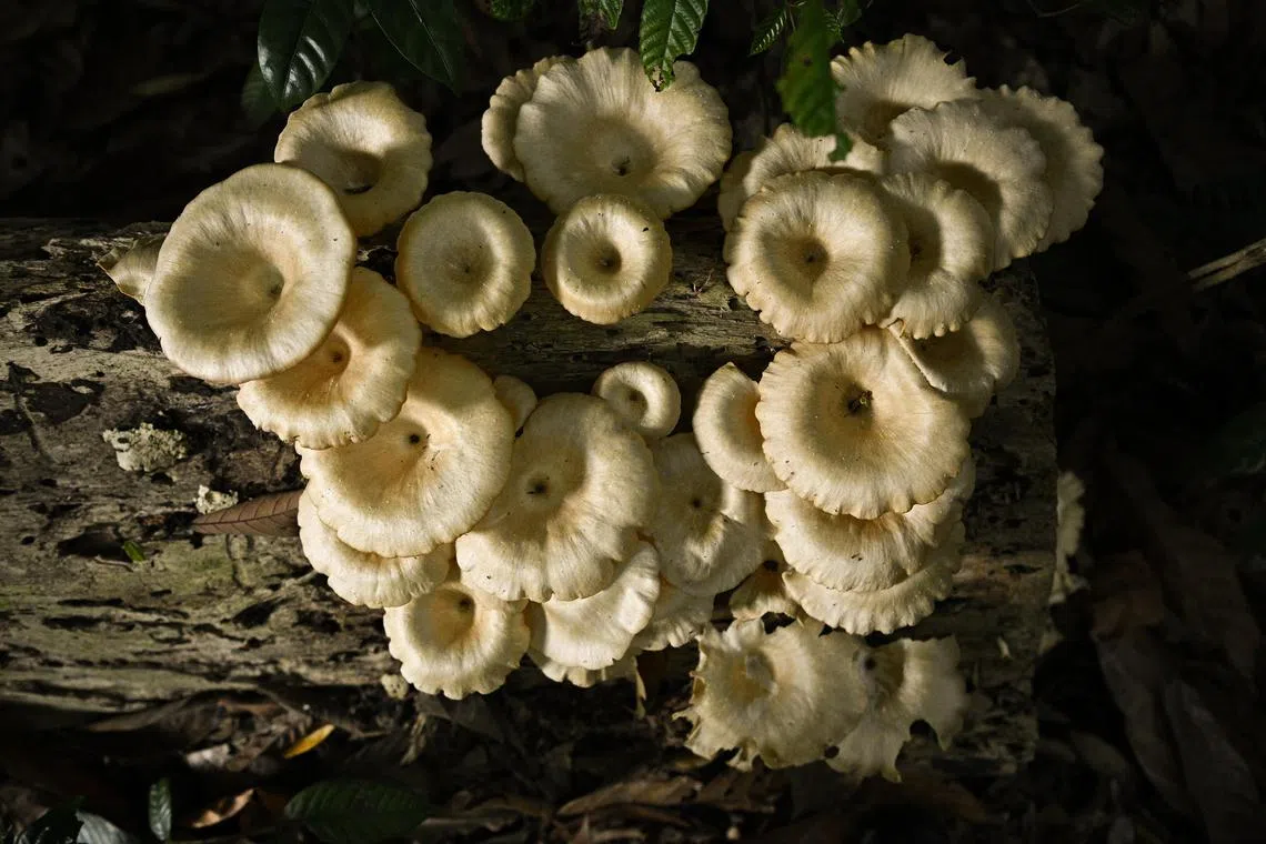 Victoria’s health department cautioned residents against foraging for wild mushrooms.