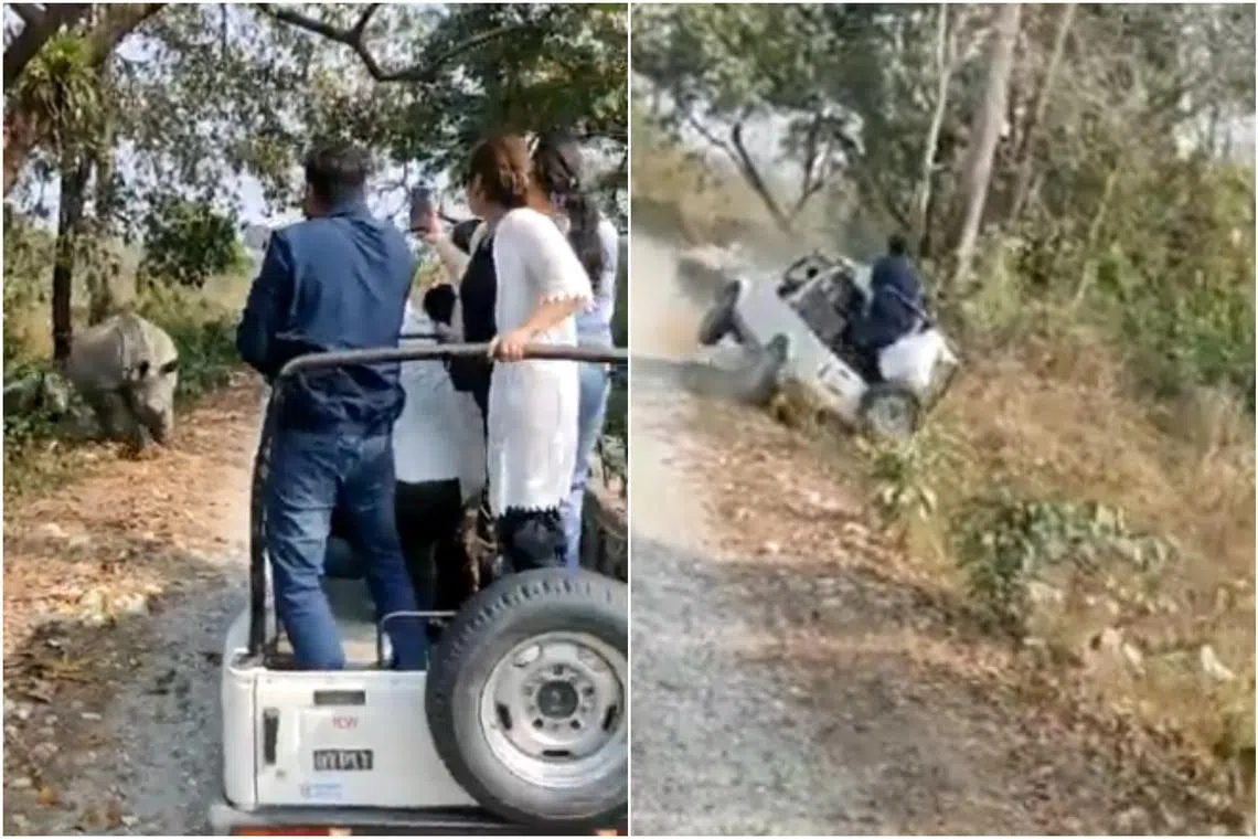 The rhino which attacked a jeep carrying tourists on safari had a calf with in tow.