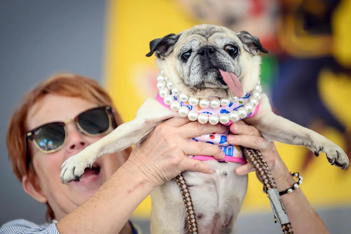 Jinny Lu, the world’s ugliest dog, proves that looks aren’t everything