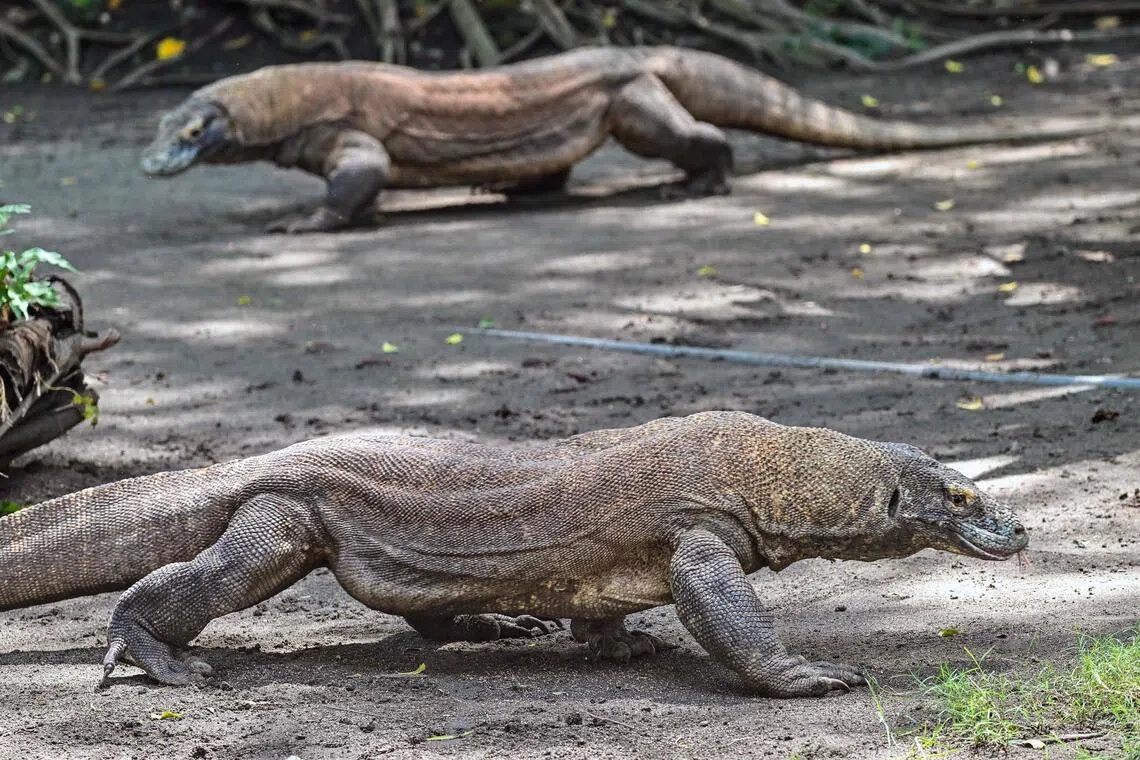 Komodo dragons are seen in an enclosure at Surabaya Zoo in Surabaya on April 29, 2026. Indonesia will lend a pair of endangered breeding Komodo dragons to Japan.