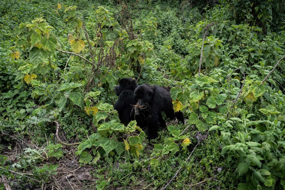Two young mountain gorillas travel through dense forest looking for food in the Volcanoes National Park on August 31, 2023. Audrey Azoulay, UNESCO's chief, visited the mountain gorillas in the Rwandan Volcanoes National Park on August 31, 2023. The UN agency started their biosphere program there 40 years ago, and considers the multiplication of mountain gorillas since the 90s as a success. (Photo by Clement DI ROMA / AFP)